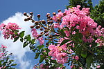 紫薇花