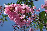 紫薇花