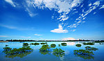 北海银滩红树林