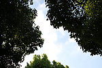 树缝里的天空