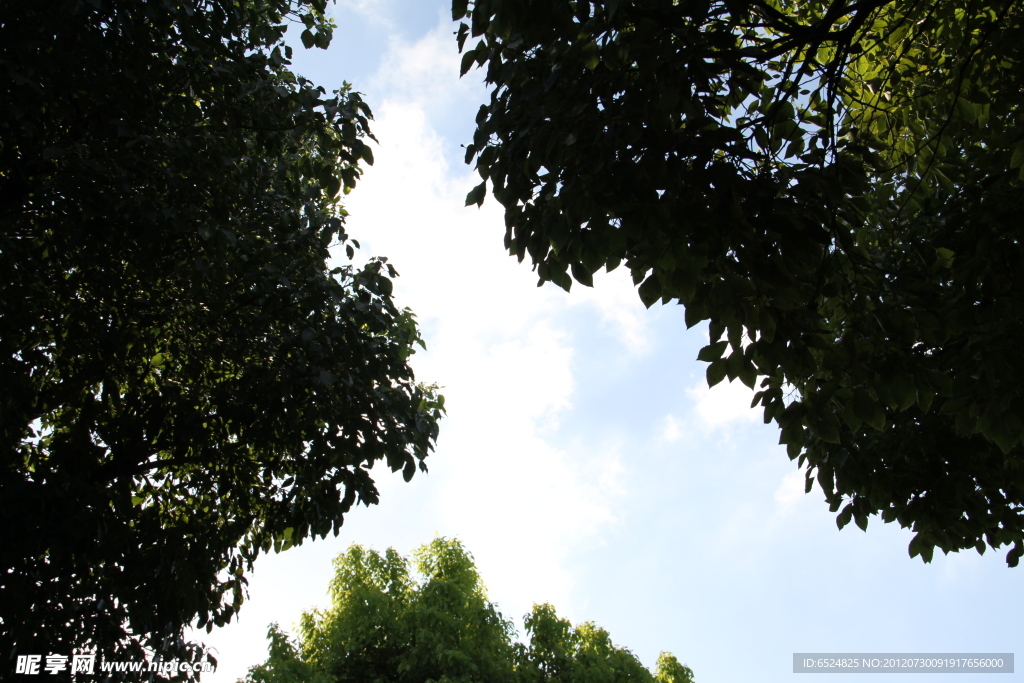 树缝里的天空