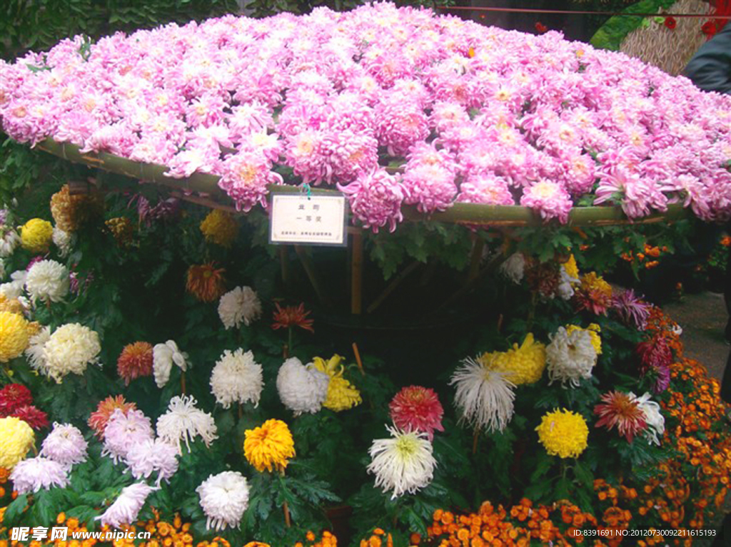 菊花展