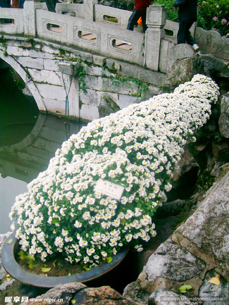 菊花展