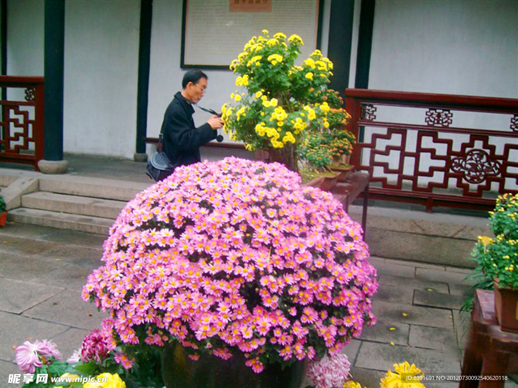 菊花展