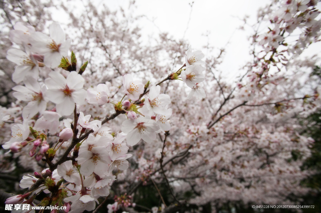 樱花