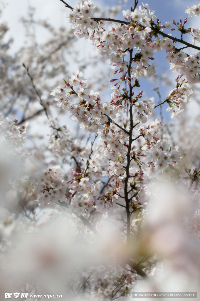 樱花