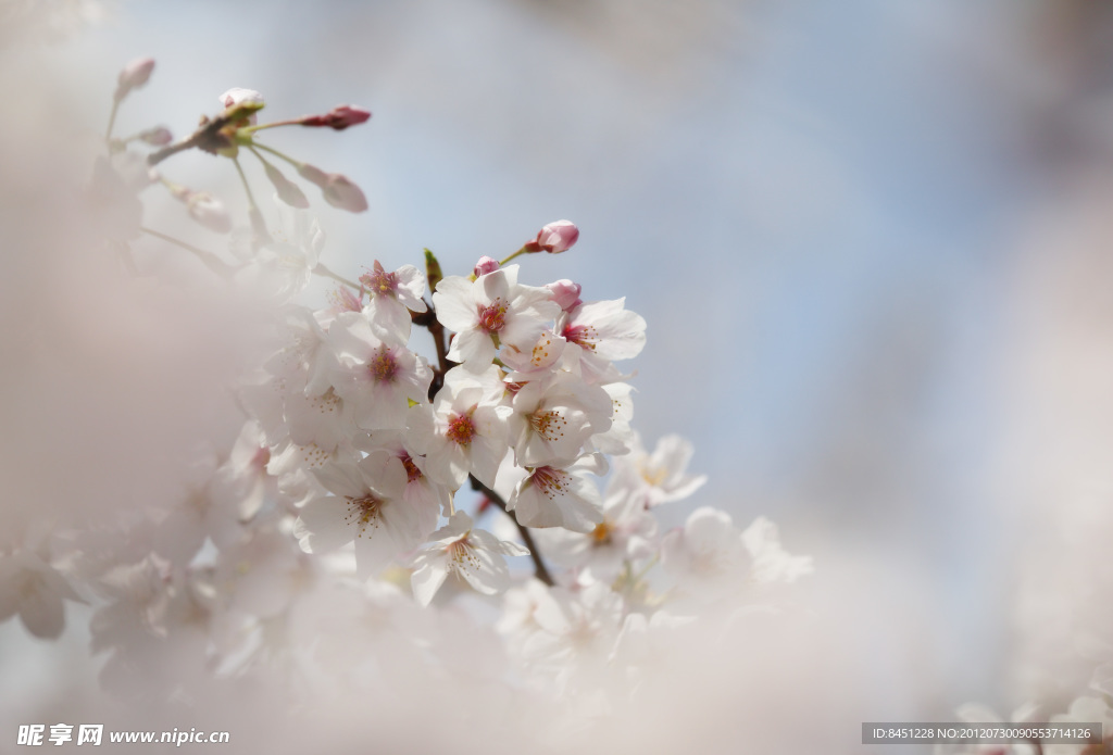 樱花