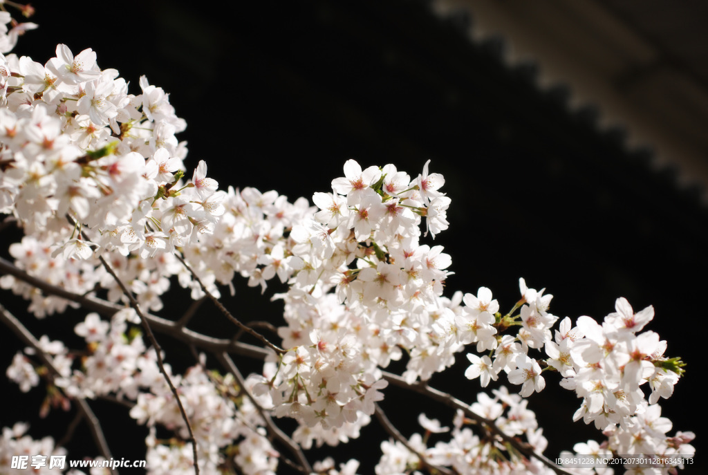 樱花