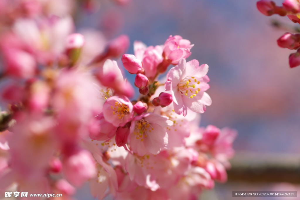 樱花