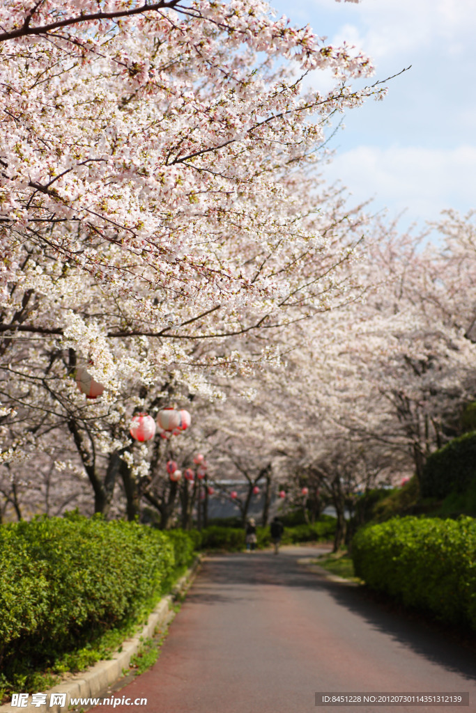 樱花树