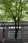 大树