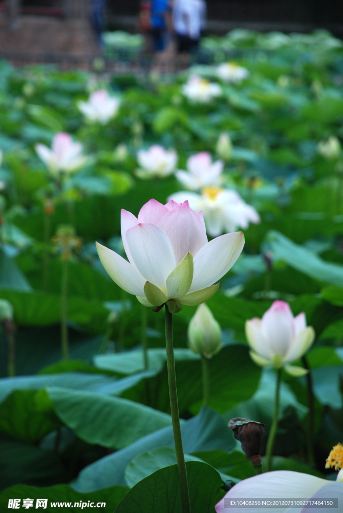 荷花