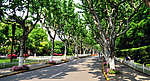 复旦大学林荫道