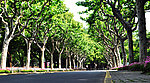复旦大学林荫道