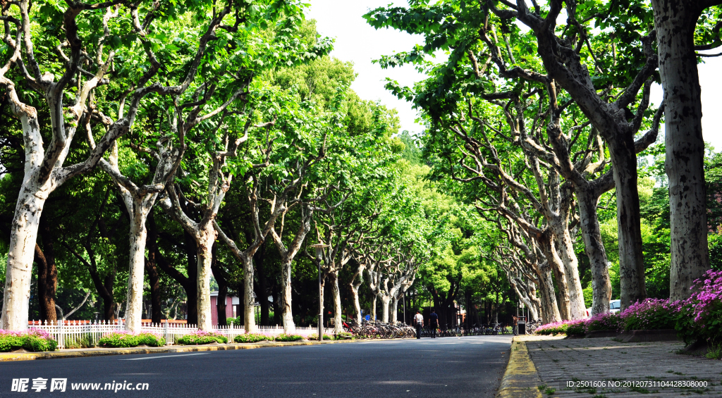 复旦大学林荫道