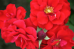 月季花