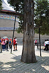天坛公园古老树