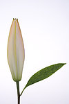 百合花