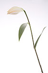 百合花