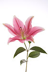 百合花