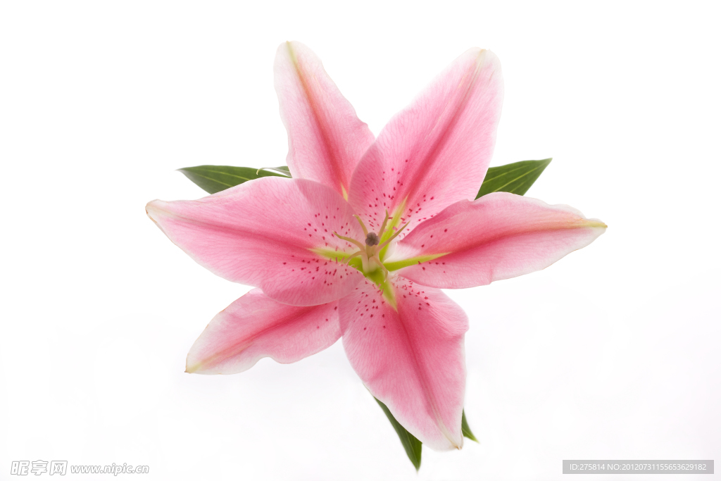 百合花