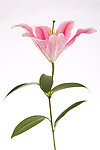 百合花