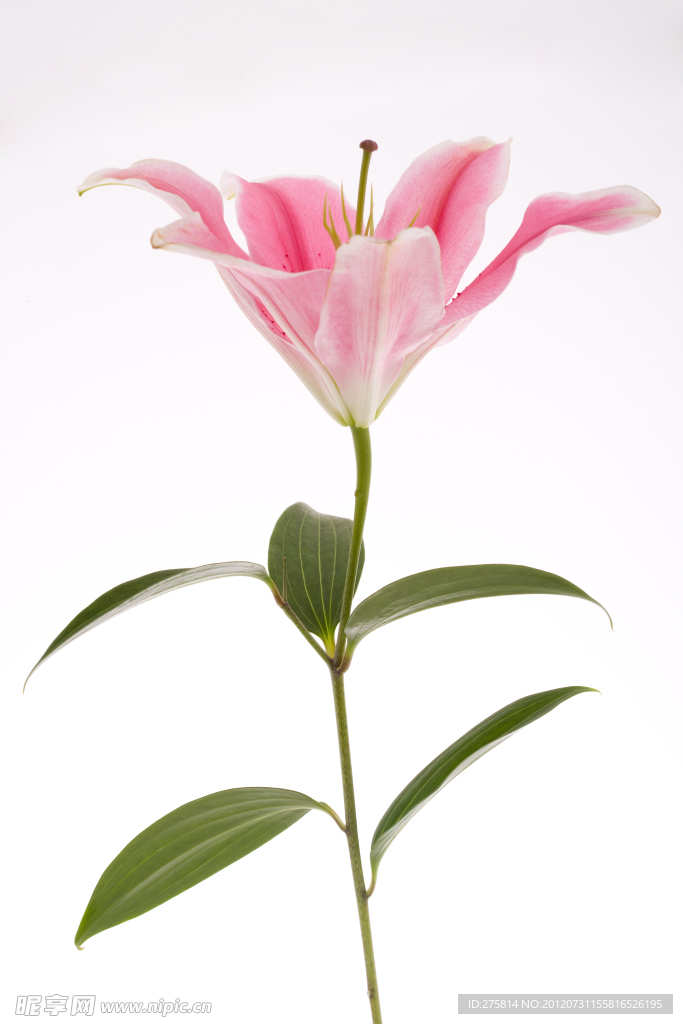 百合花