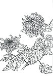 工笔画线描菊花