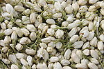 茉莉花