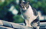 猫咪