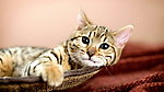 猫咪