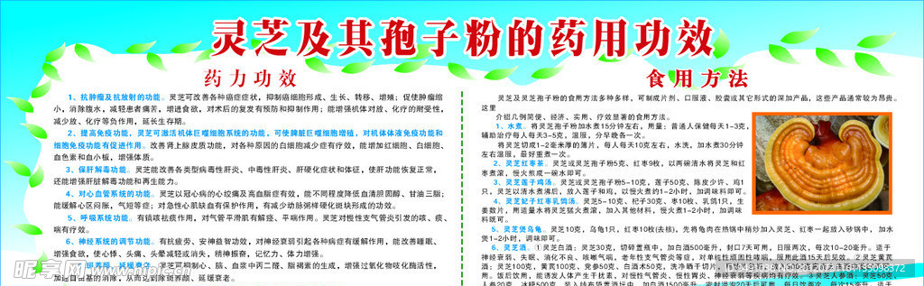 灵芝孢子粉功效