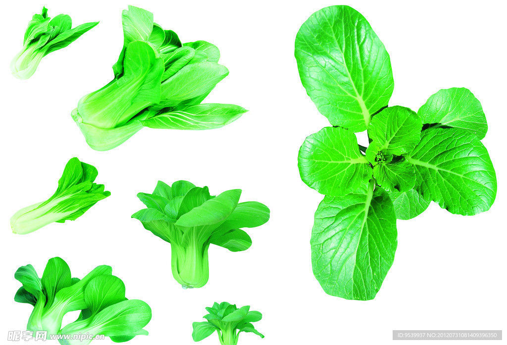 油菜