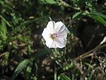 白花