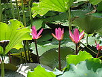 水莲花