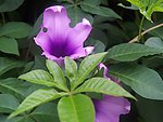 花开的季节