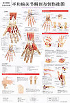 手和腕关节解剖图
