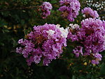 紫薇花