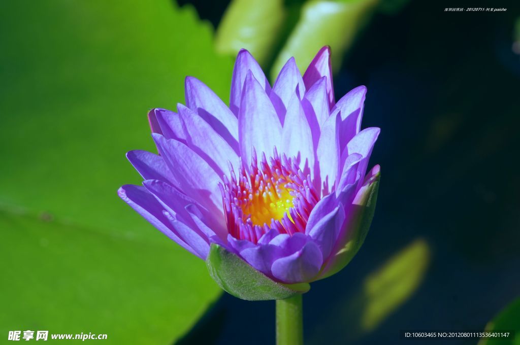 小荷花