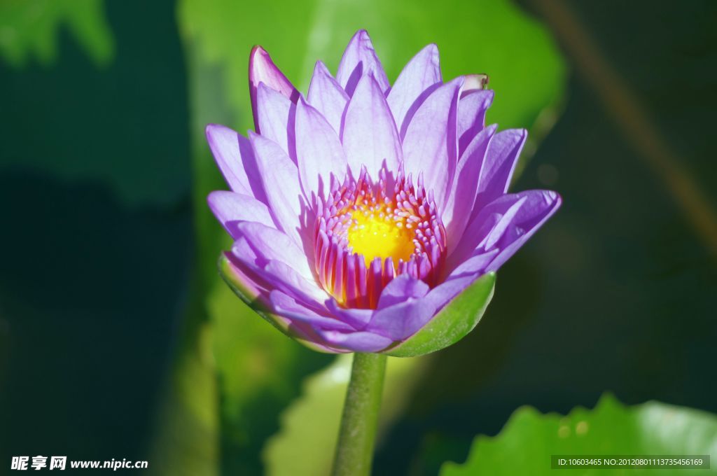 小荷花