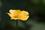 黄花