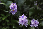 水葫芦花