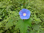 牵牛花