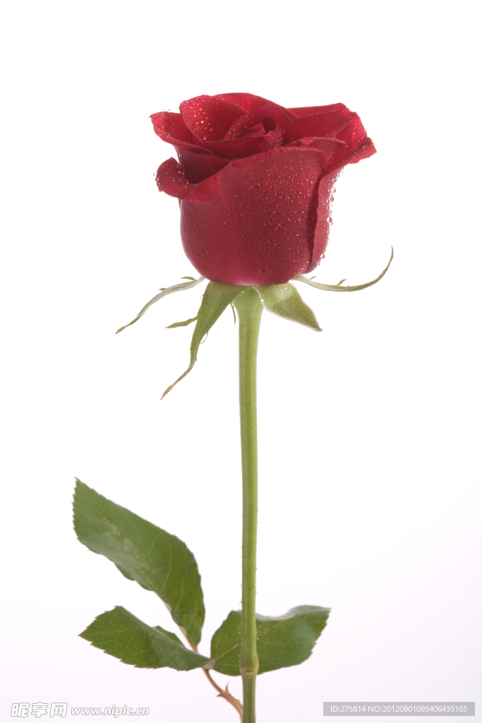 玫瑰花