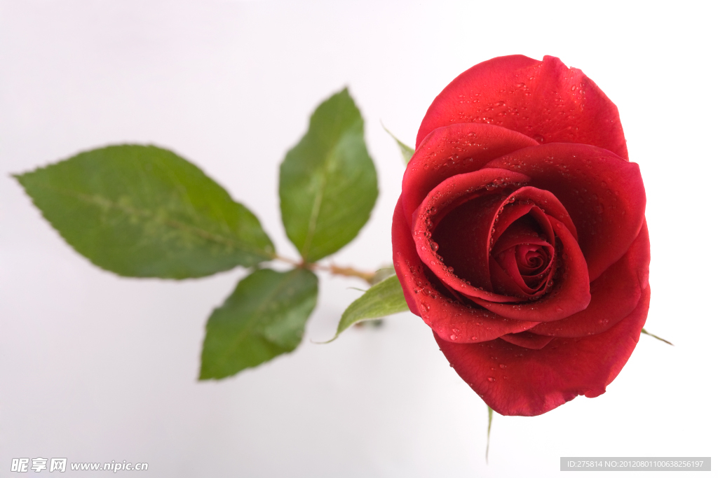 玫瑰花