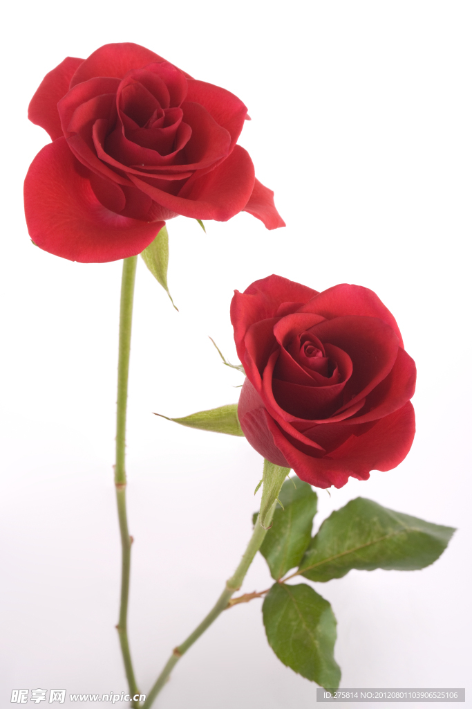 玫瑰花