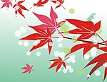 红叶枫叶