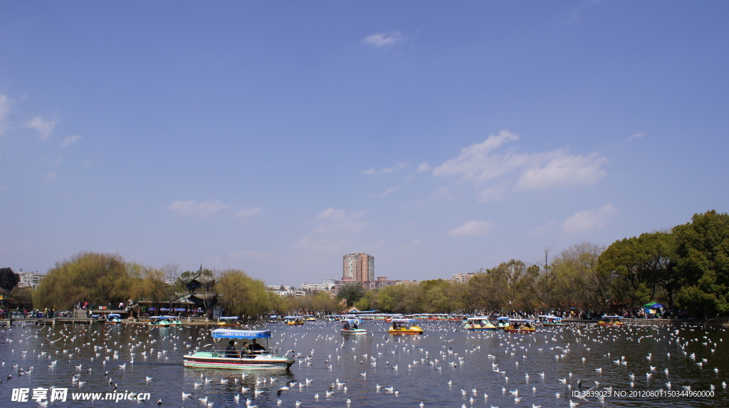 翠湖海鸥