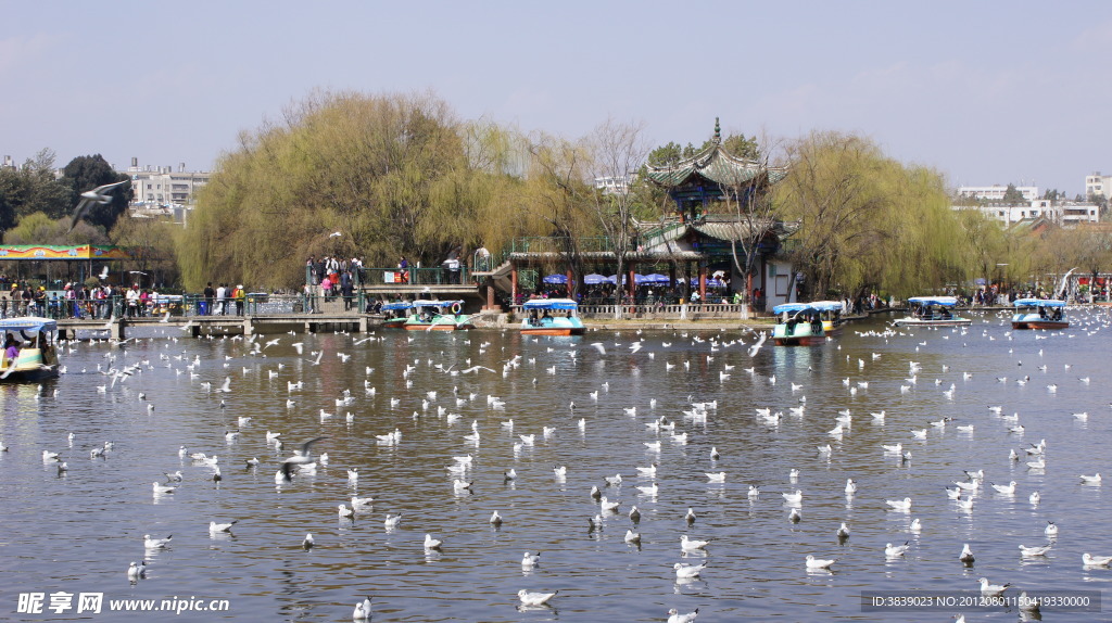 翠湖海鸥