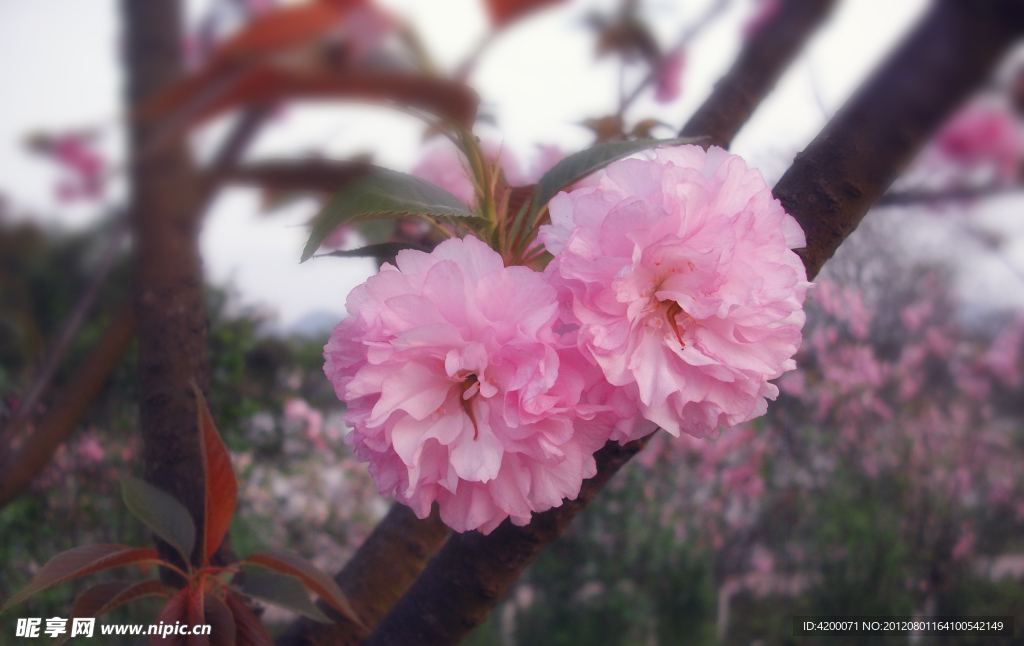 樱花
